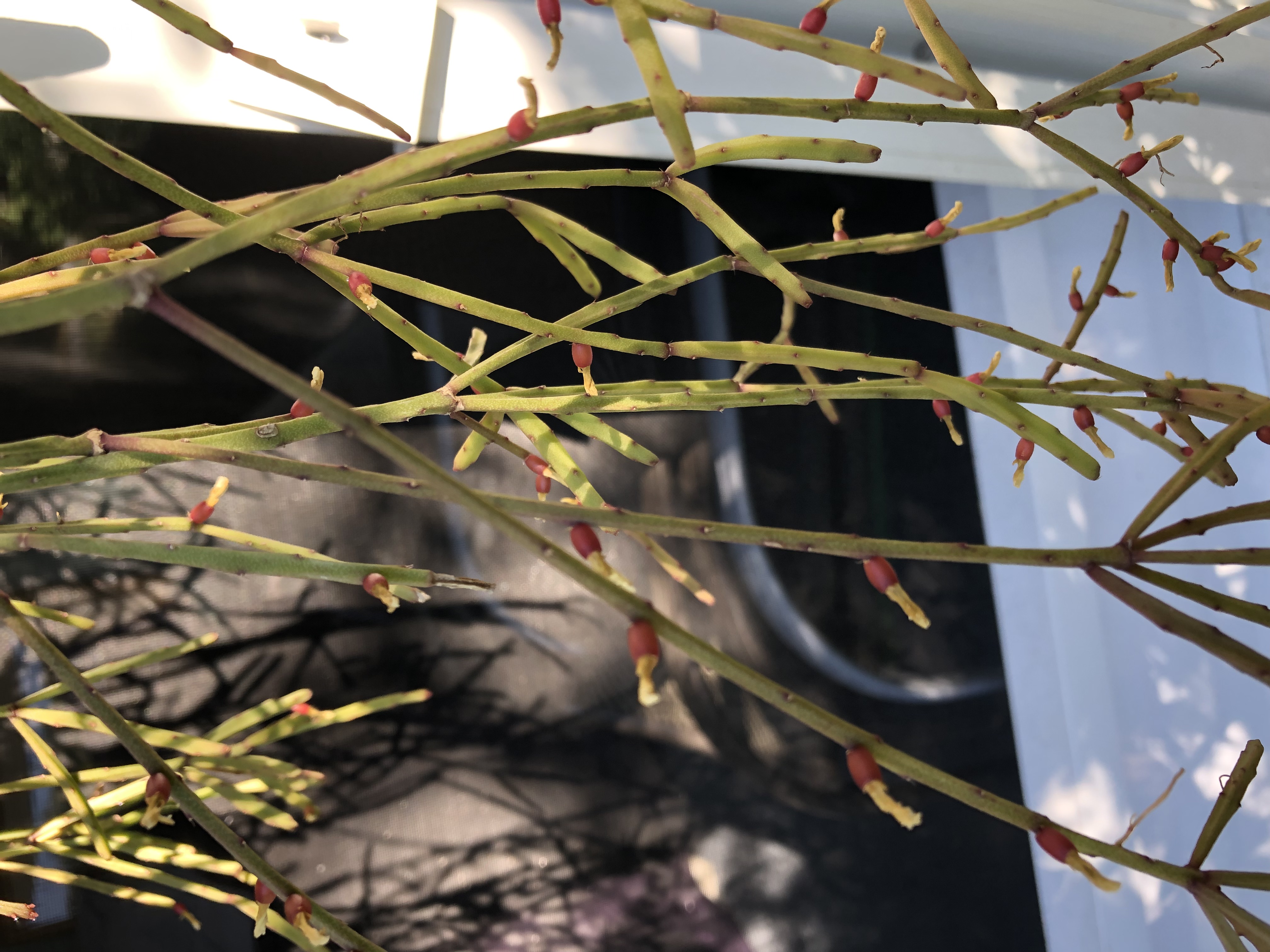 http://www.cloudjungle.com/cloudjungle/cactaceae/rhipsalis/rhipsalis ewaldiana berries.jpeg